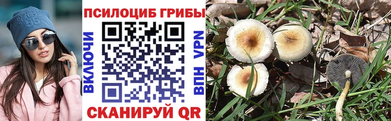 Купить закладки Купино Псилоцибиновые грибы Psilocybine cubensis